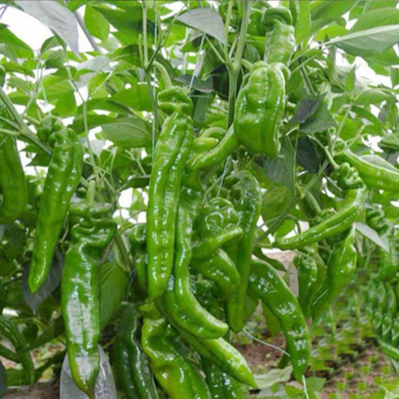 【二荆条辣椒】河南二荆条产地直发货源充足