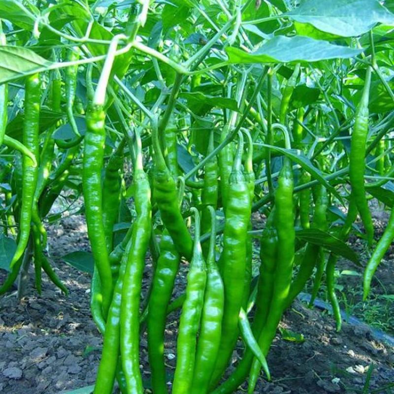 【二荆条辣椒】河南二荆条产地直发货源充足