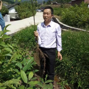 【基地发货】苍溪核桃苗一手货源品种保证规格齐全包成活