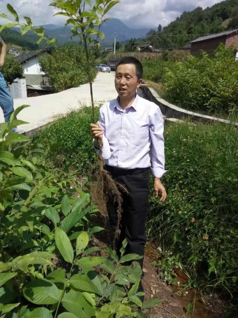 【基地发货】苍溪核桃苗一手货源品种保证规格齐全包成活