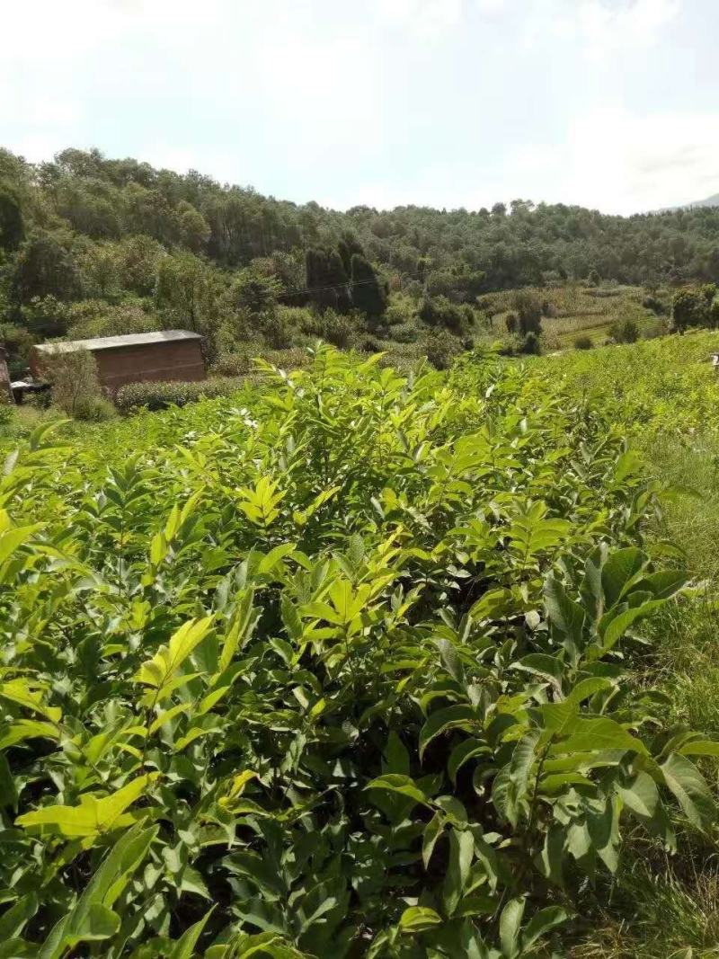 【基地发货】苍溪核桃苗一手货源品种保证规格齐全包成活