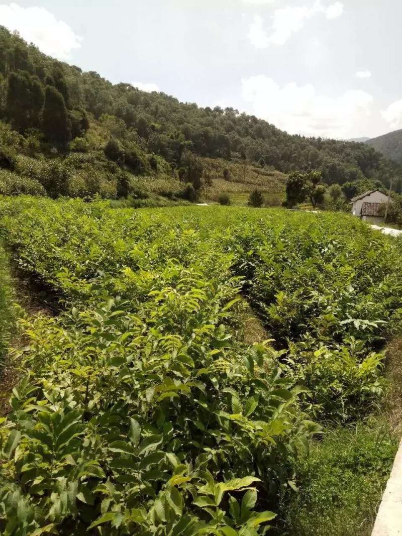 【基地发货】苍溪核桃苗一手货源品种保证规格齐全包成活