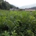【基地发货】苍溪核桃苗一手货源品种保证规格齐全包成活
