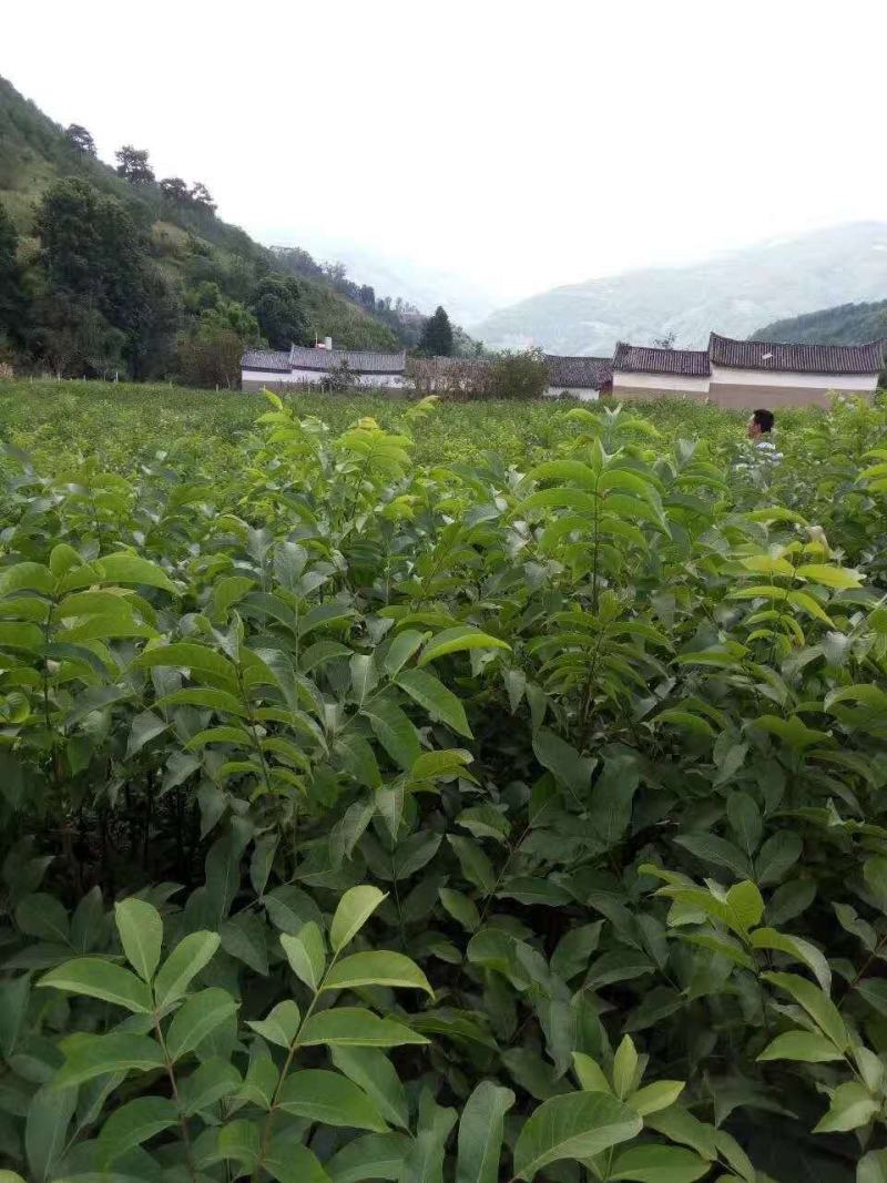 【基地发货】苍溪核桃苗一手货源品种保证规格齐全包成活