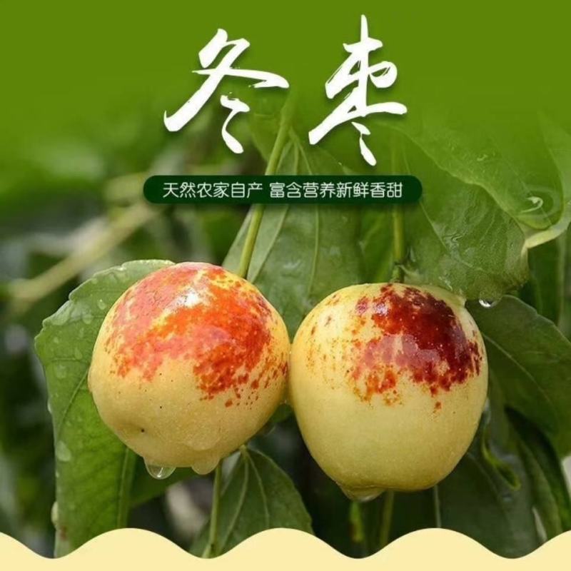 陕西省大荔冬枣包园摇园断园大包支持代收一件代发