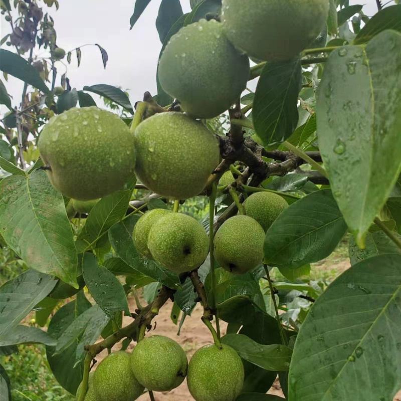 【基地发货】苍溪核桃苗一手货源品种保证规格齐全包成活