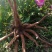 芍药种子白芍种子出芽98%无杂质