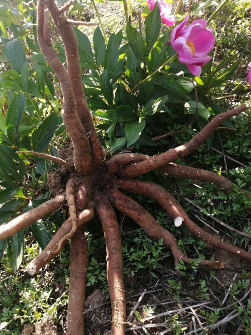 芍药种子白芍种子出芽98%无杂质