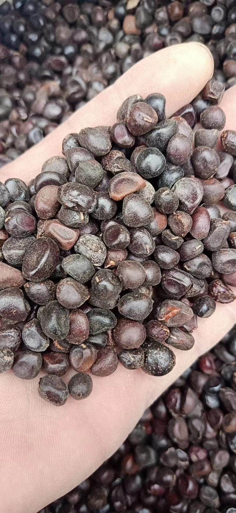 芍药种子白芍种子出芽98%无杂质