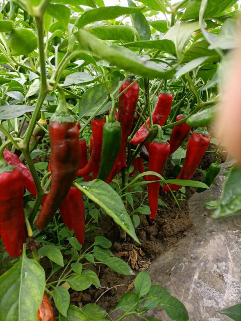 忻州北京红辣椒种植基地，大量上市产地直供，