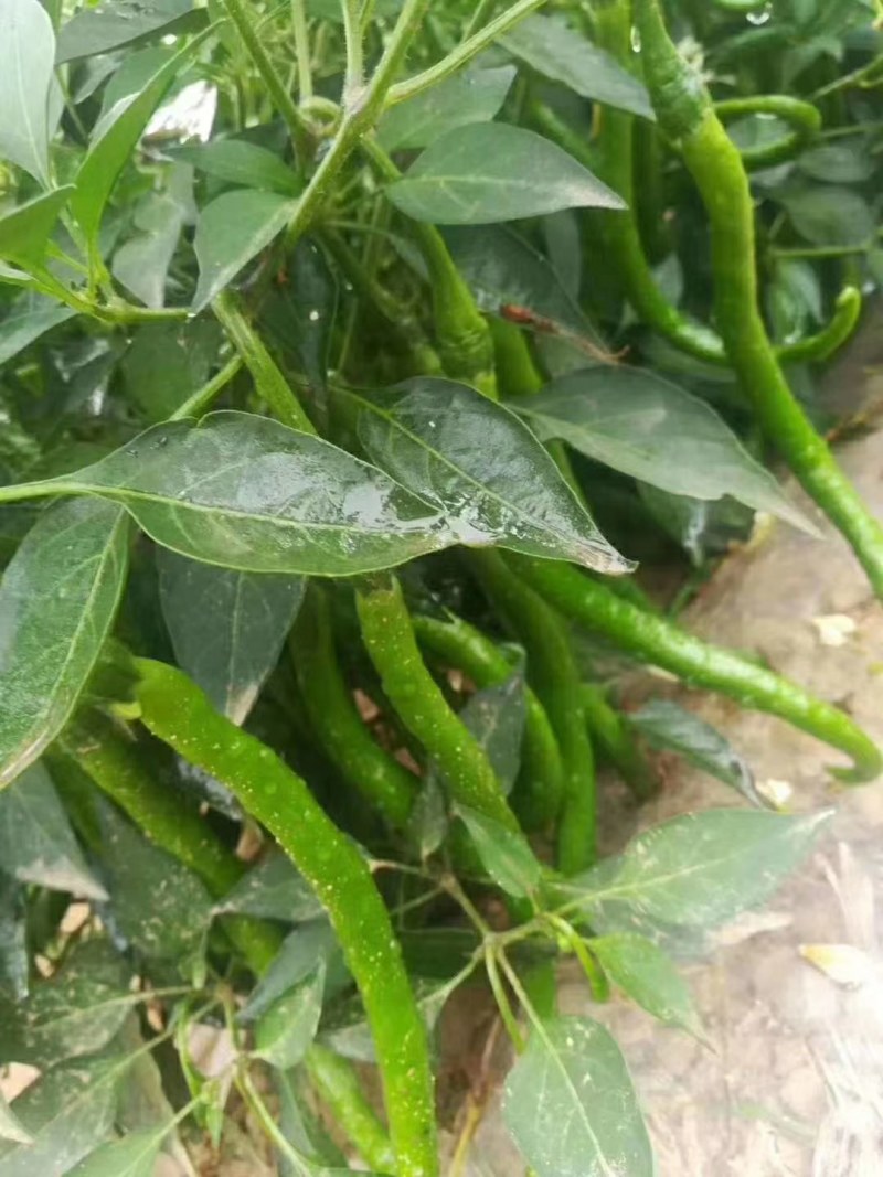 忻州北京红辣椒种植基地，大量上市产地直供，