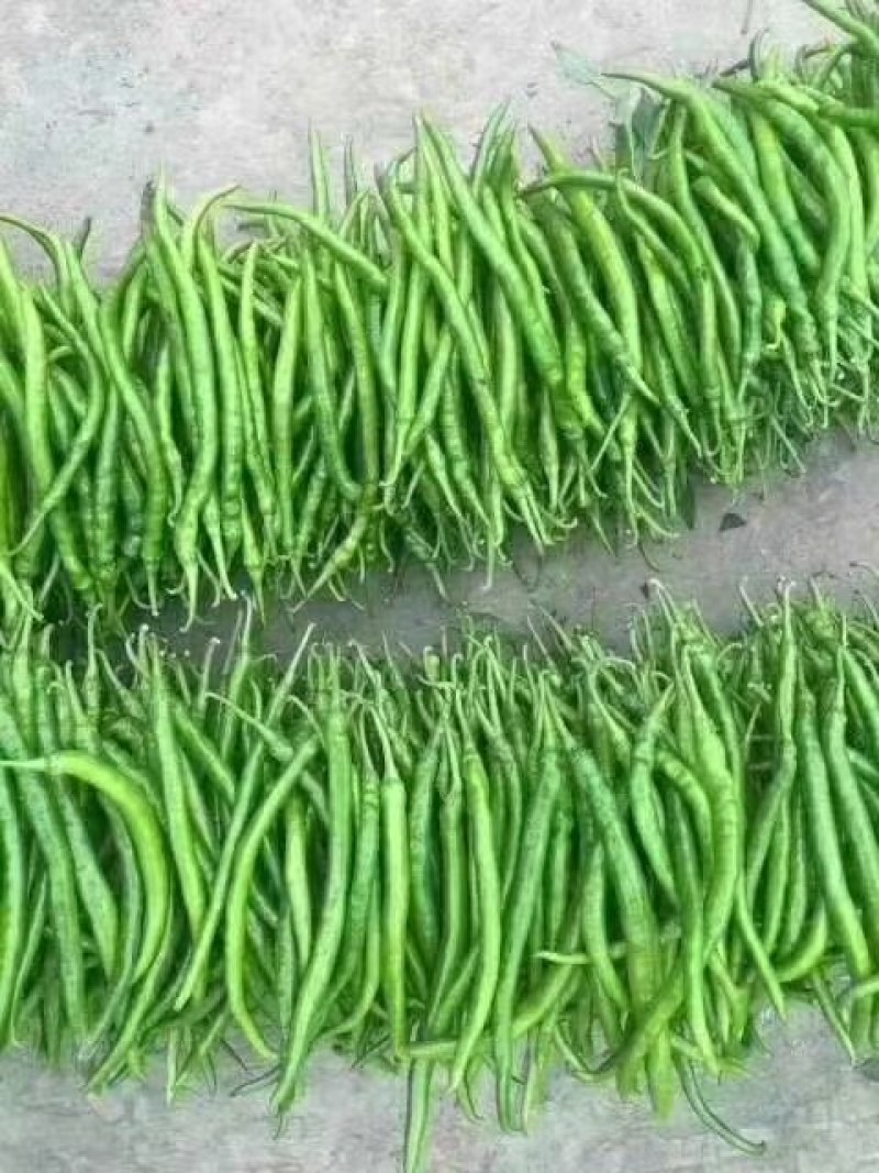 忻州北京红辣椒种植基地，大量上市产地直供，