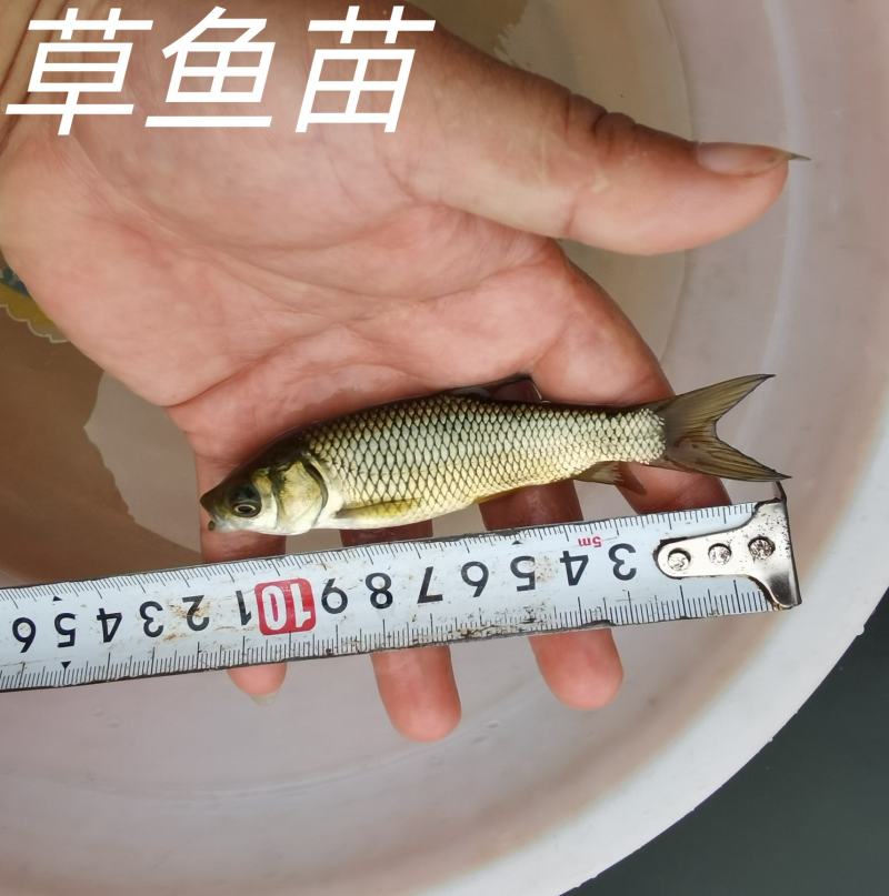 草鱼苗广草苗免费提供养殖技术欢迎来电视频看货