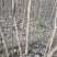流苏树别名（萝卜丝花、牛筋子、乌金子、茶叶树、四月雪）