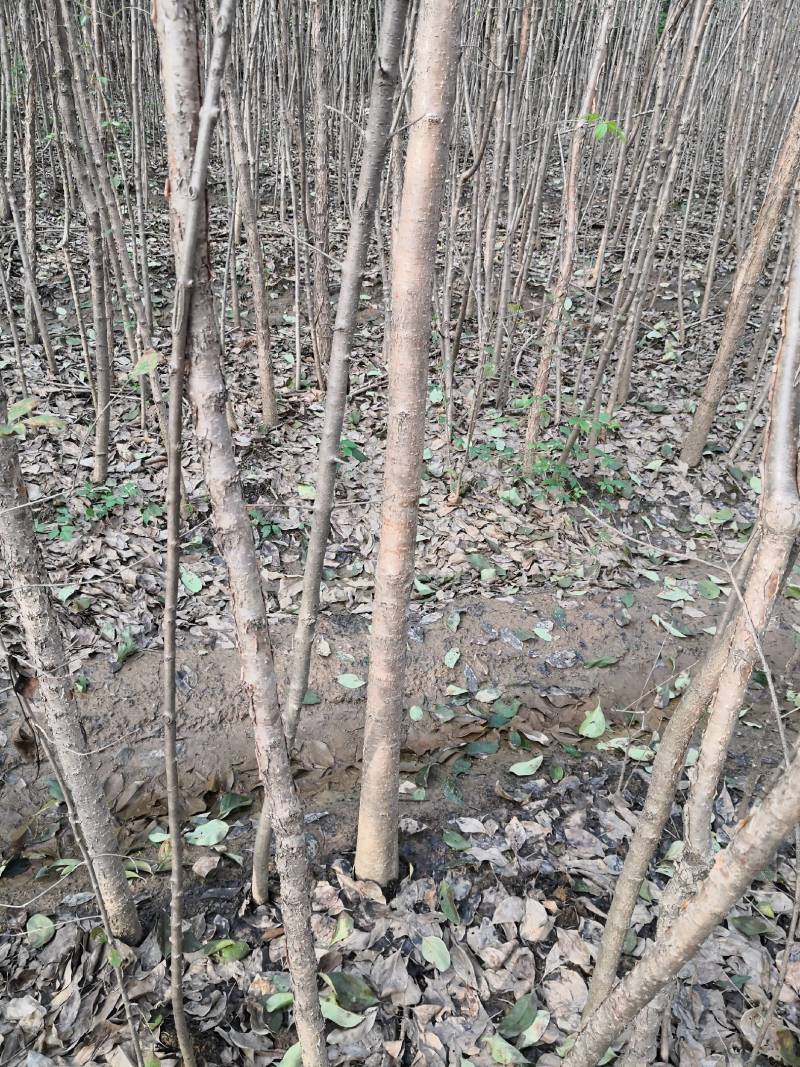 流苏树别名（萝卜丝花、牛筋子、乌金子、茶叶树、四月雪）