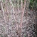流苏树别名（萝卜丝花、牛筋子、乌金子、茶叶树、四月雪）