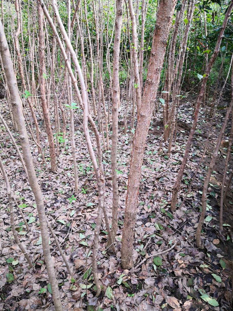 流苏树别名（萝卜丝花、牛筋子、乌金子、茶叶树、四月雪）