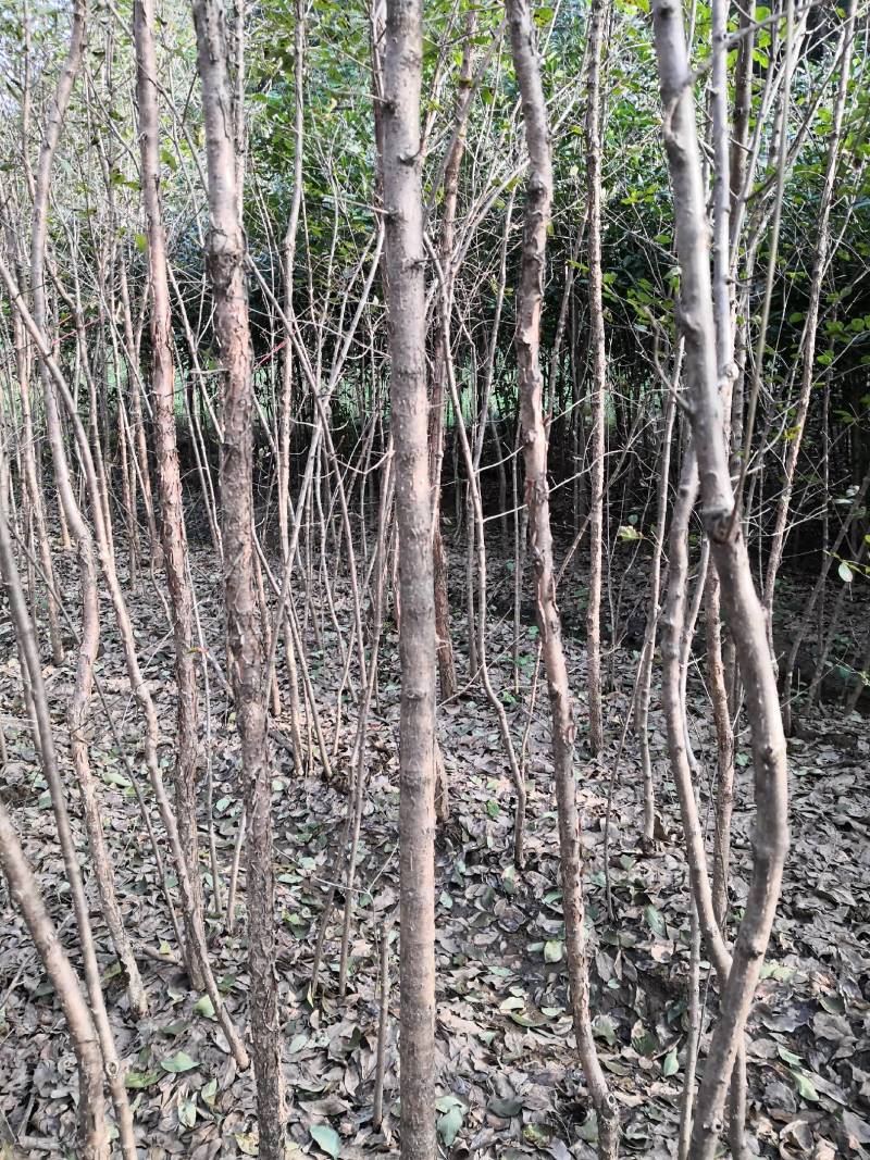 流苏树别名（萝卜丝花、牛筋子、乌金子、茶叶树、四月雪）
