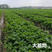 奶油草莓苗脱毒苗提供技术章姬法兰帝甜宝太空2008