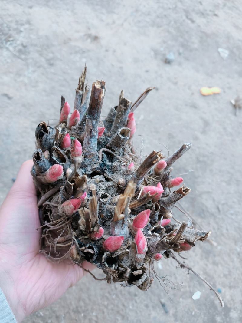 芍药芽白芍芽花卉盆景绿化园林工程绿化花海建设