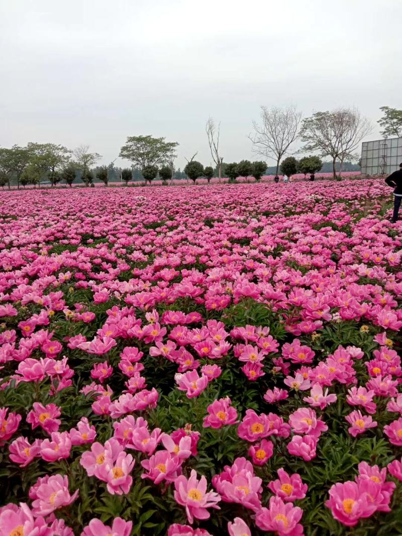 芍药芽白芍芽花卉盆景绿化园林工程绿化花海建设