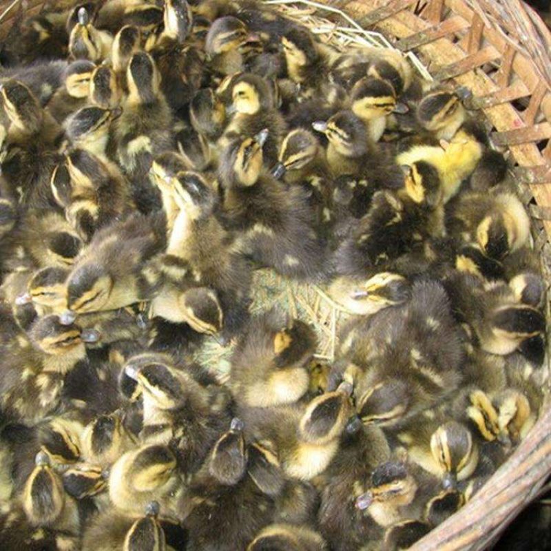 麻鸭苗优质靓苗城信经营长期供应量大从优