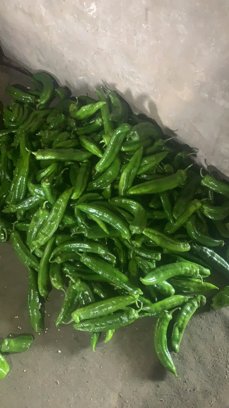 尖椒有需要的老铁请与我联系。