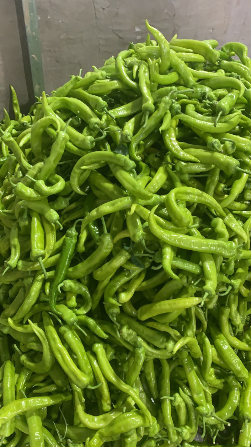 尖椒有需要的老铁请与我联系。
