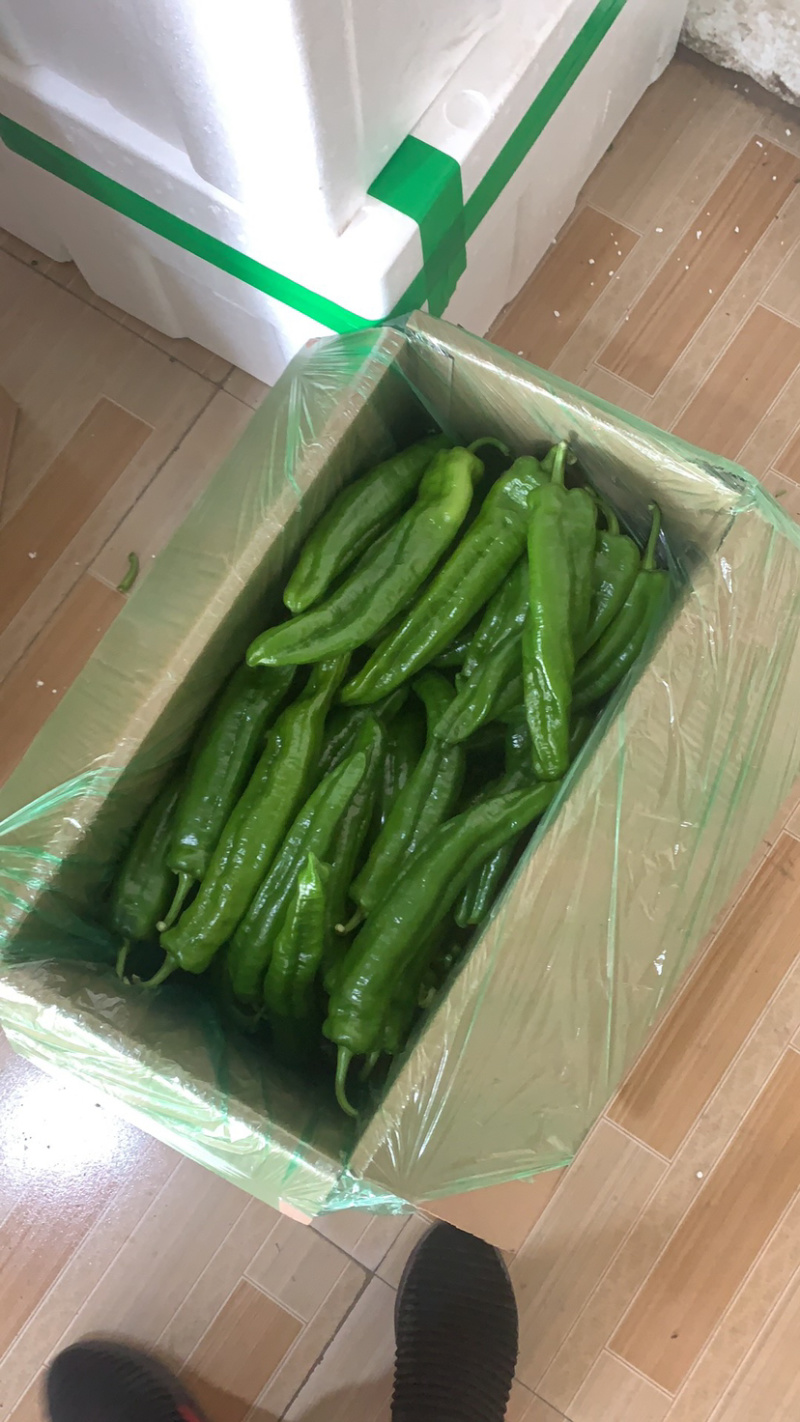 尖椒有需要的老铁请与我联系。