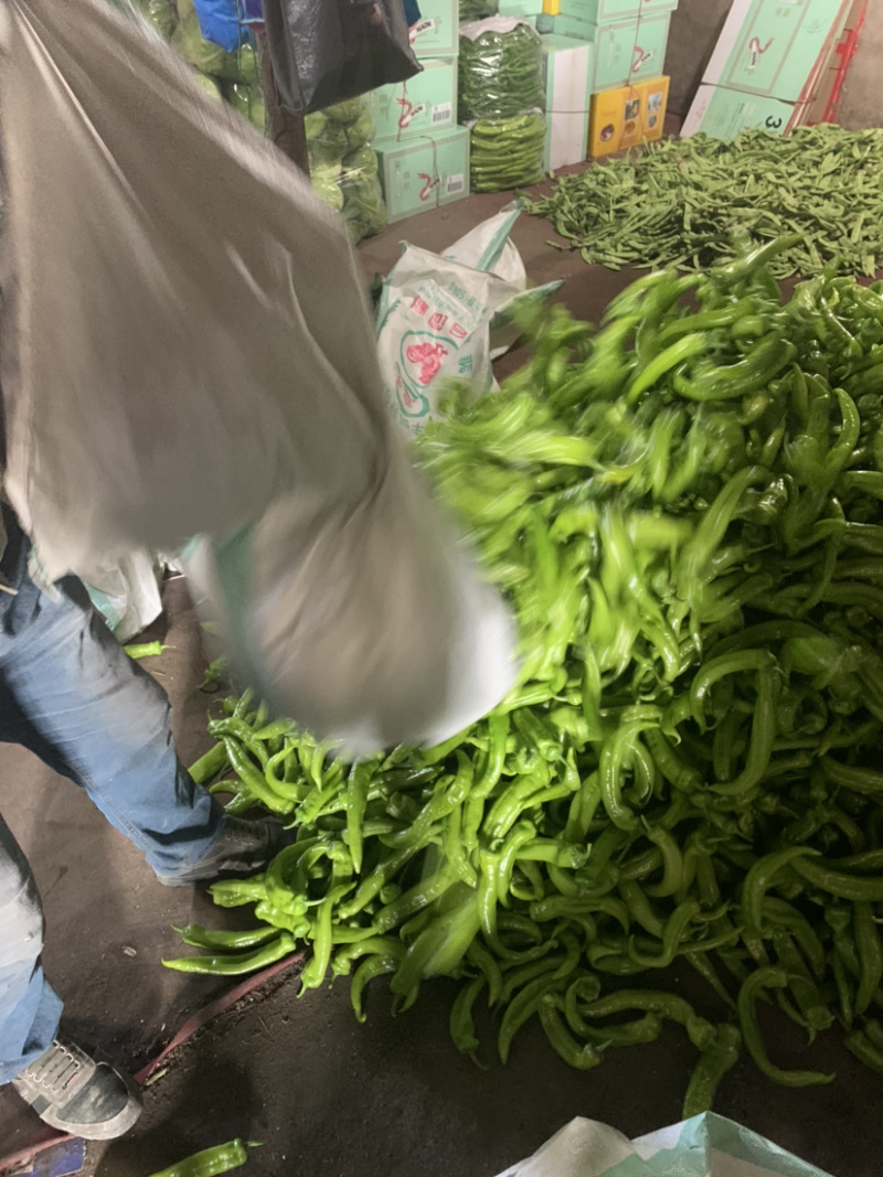 尖椒有需要的老铁请与我联系。
