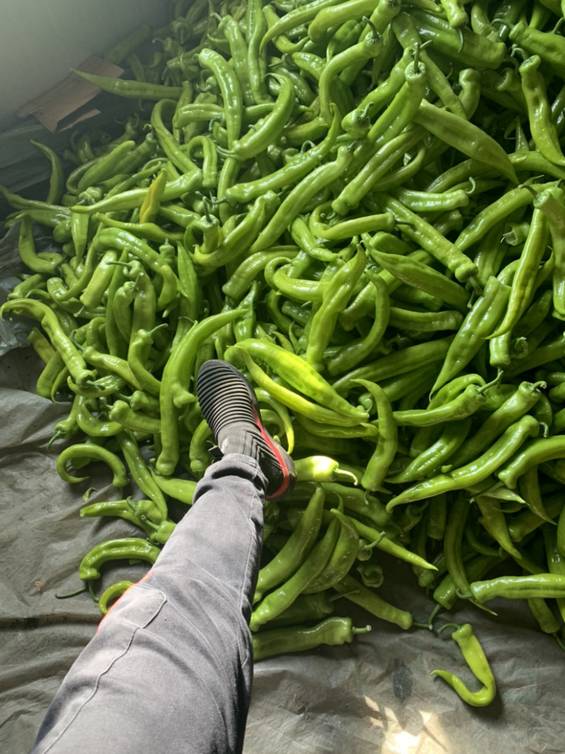 尖椒有需要的老铁请与我联系。