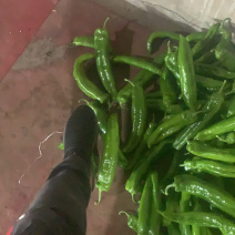 尖椒有需要的老铁请与我联系。