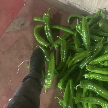 尖椒有需要的老铁请与我联系。