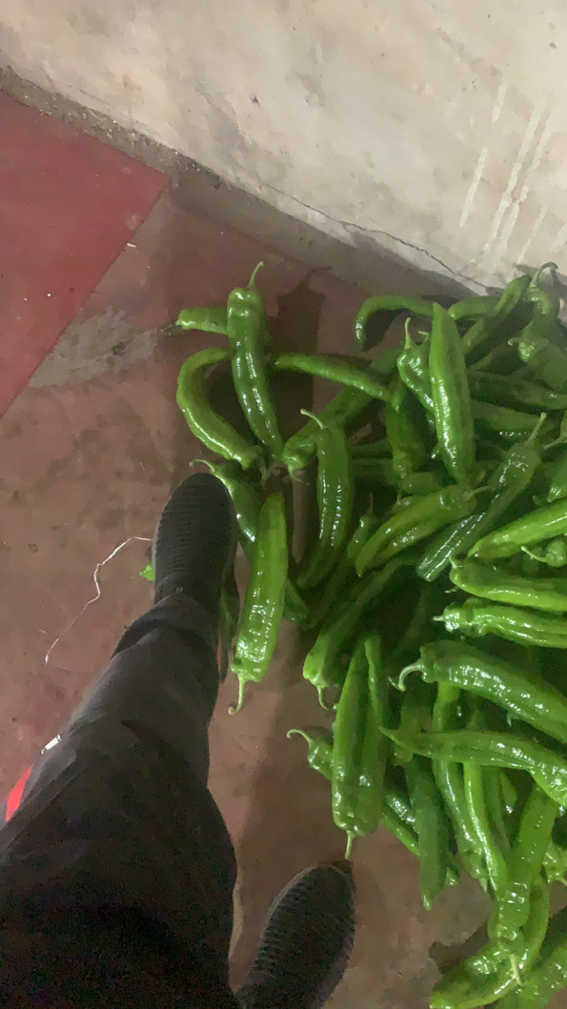 尖椒有需要的老铁请与我联系。