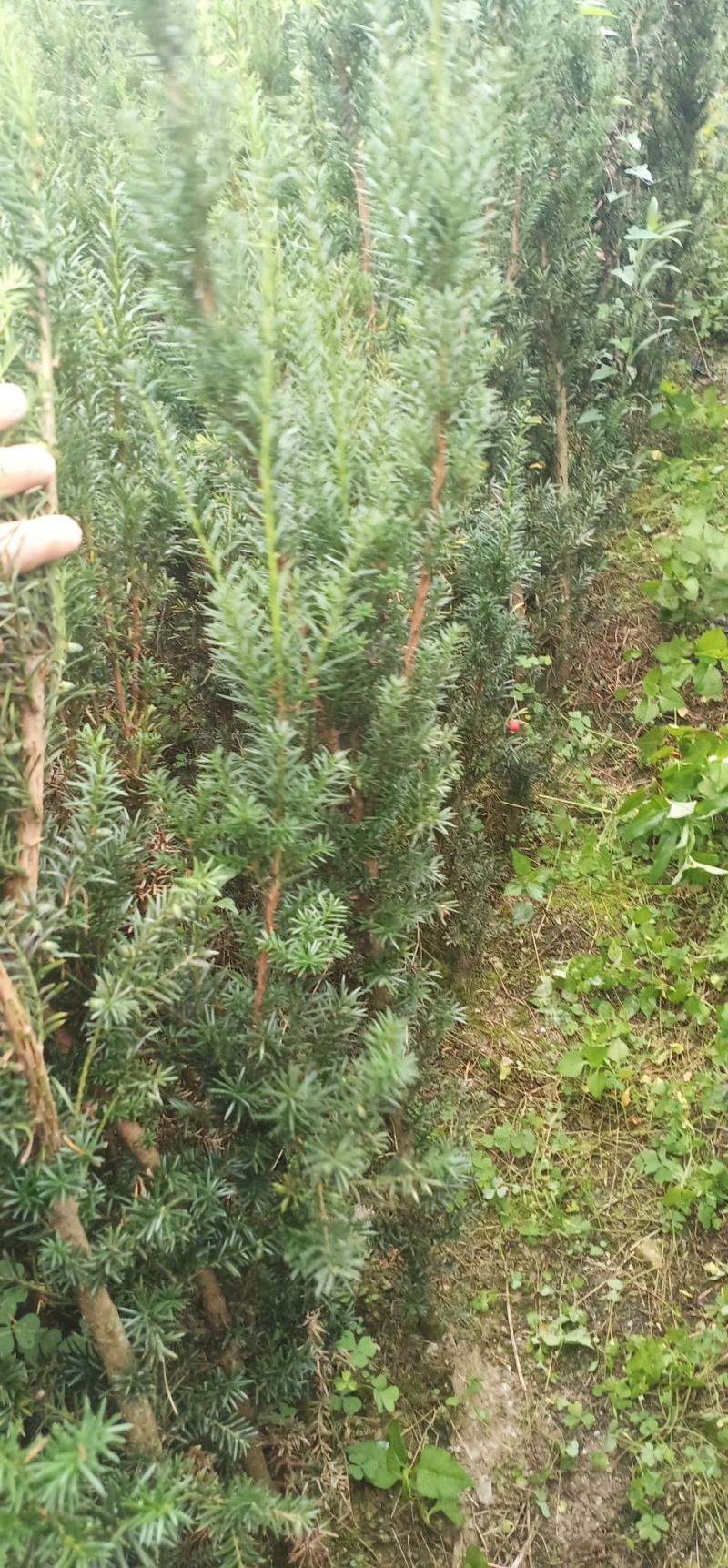 红豆杉，曼地亚红豆杉苗，营养杯苗正在销售中！