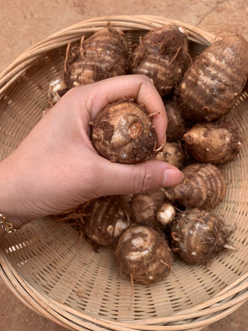 红土山地芋头大量上市