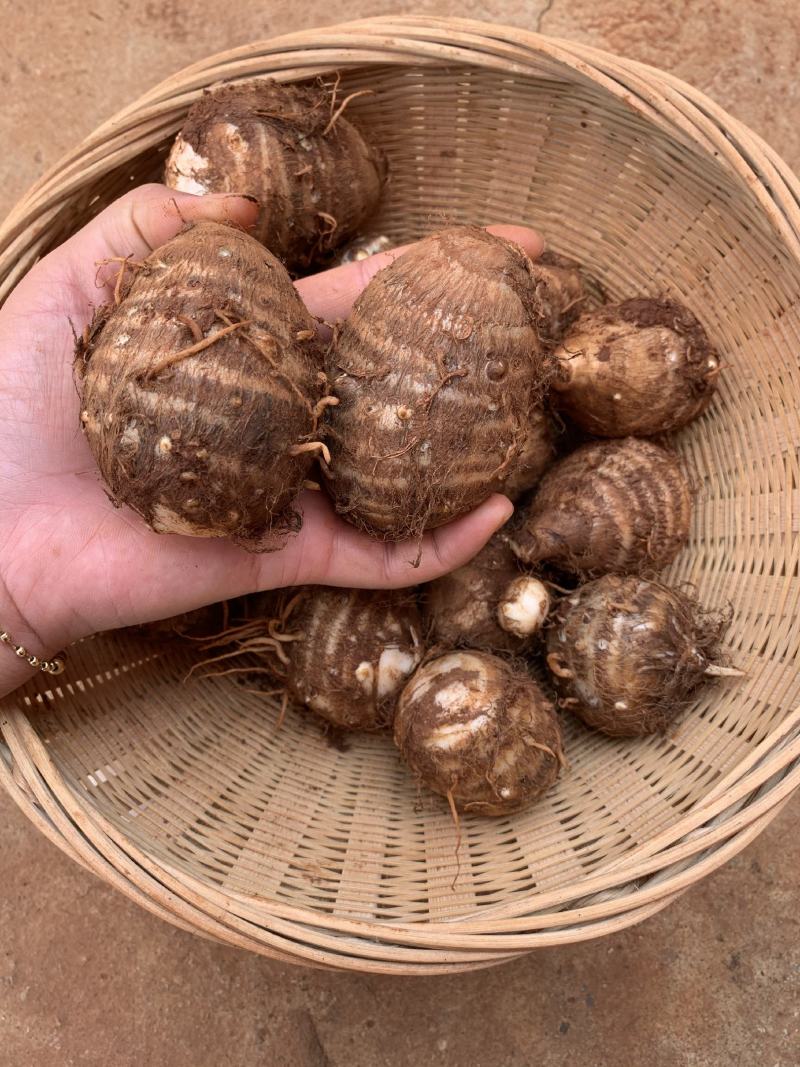 红土山地芋头大量上市