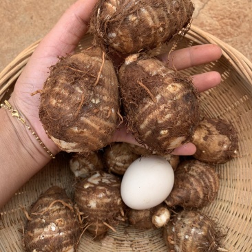 红土山地芋头大量上市