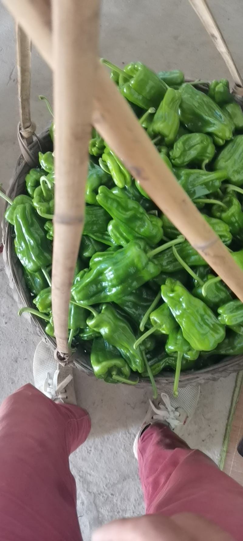 四季豆，，，，，，，