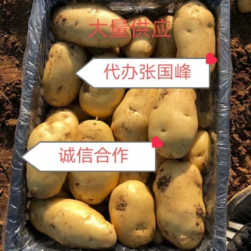 大量供应内蒙河北荷兰十五希森，V7系列土豆，欢迎采购。