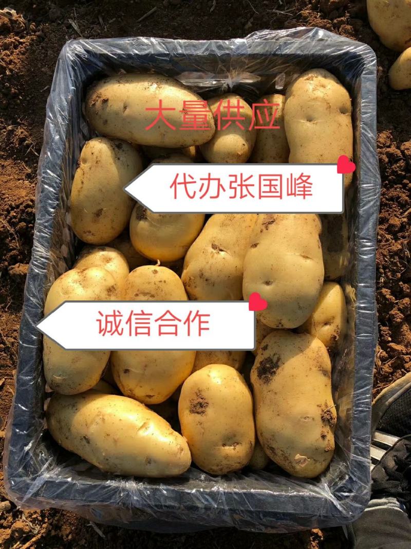 大量供应内蒙河北荷兰十五希森，V7系列土豆，欢迎采购。