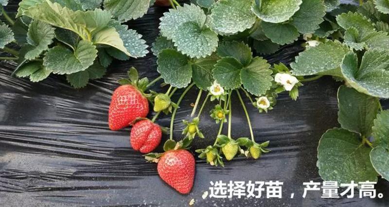 红颜草莓苗脱毒苗章姬法兰蒂妙香草莓苗提供技术
