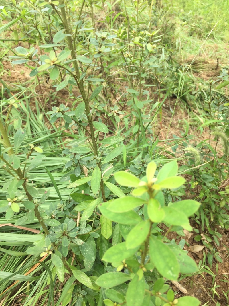 大量大红花大黄花出售