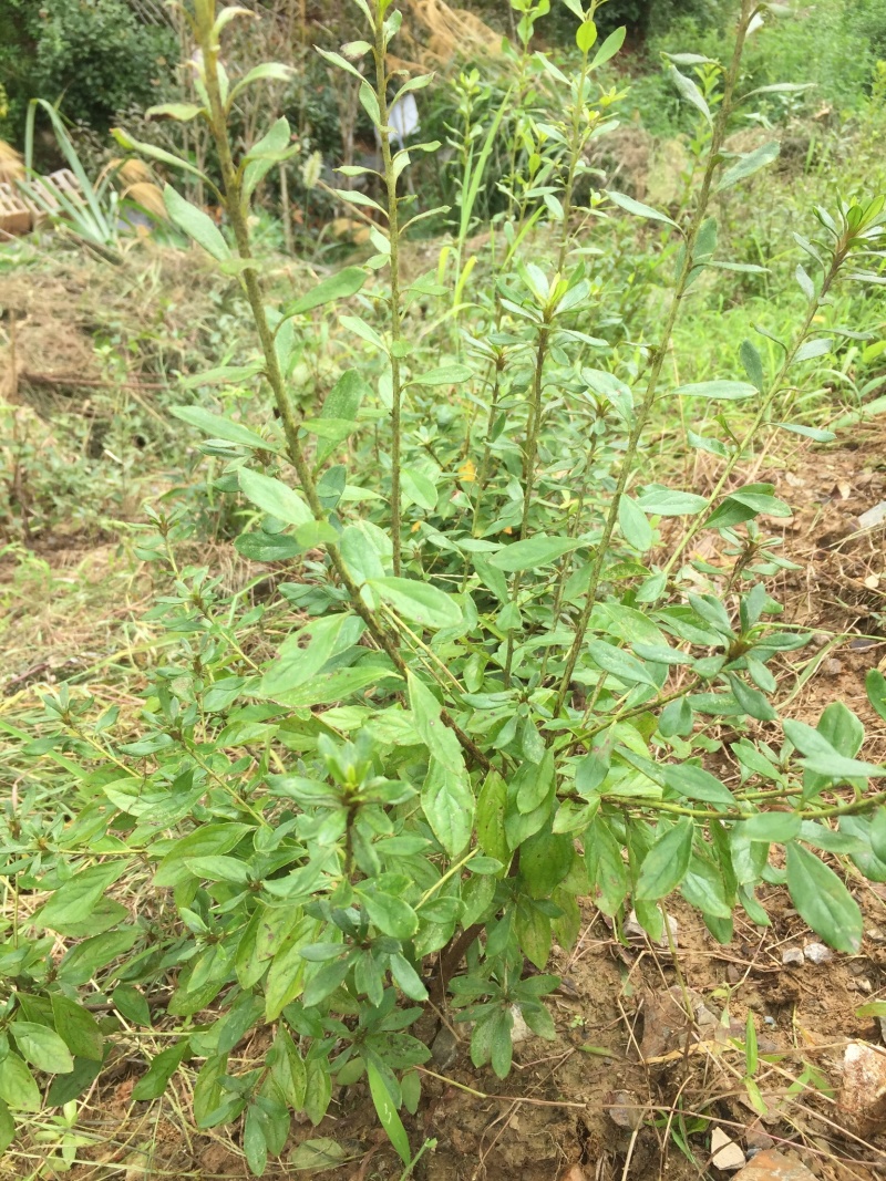 大量大红花大黄花出售