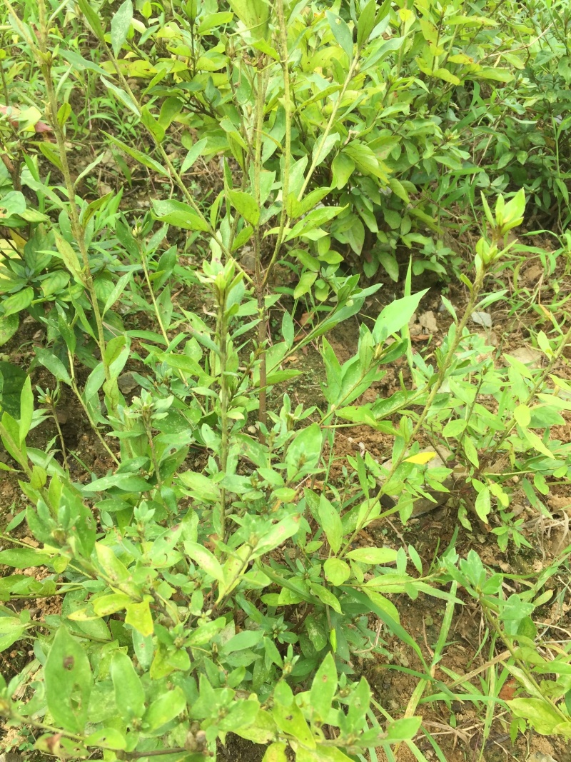 大量大红花大黄花出售