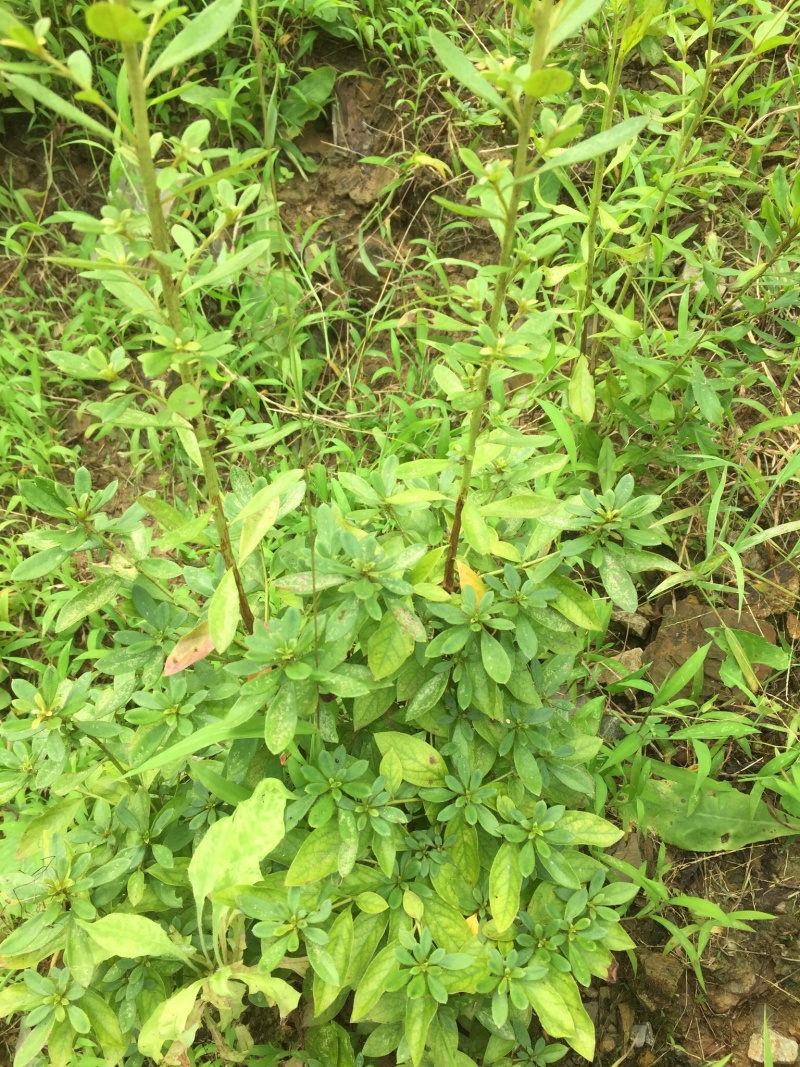 大量大红花大黄花出售