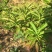 大量大红花大黄花出售