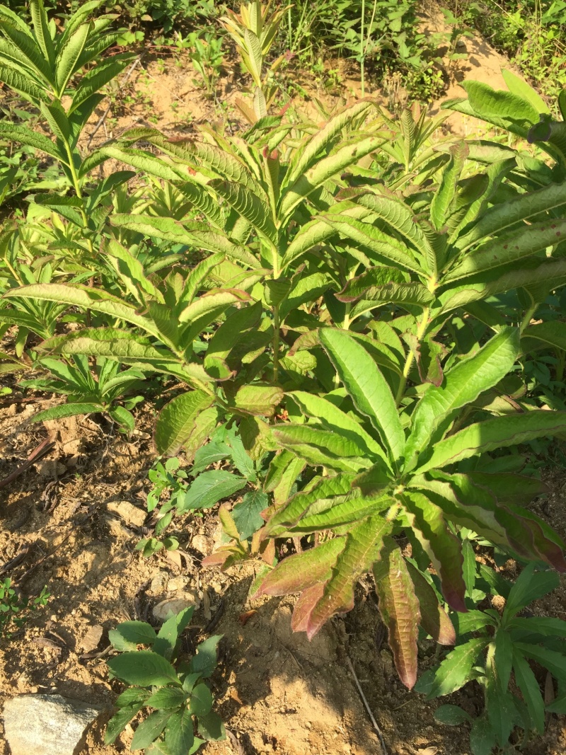 大量大红花大黄花出售