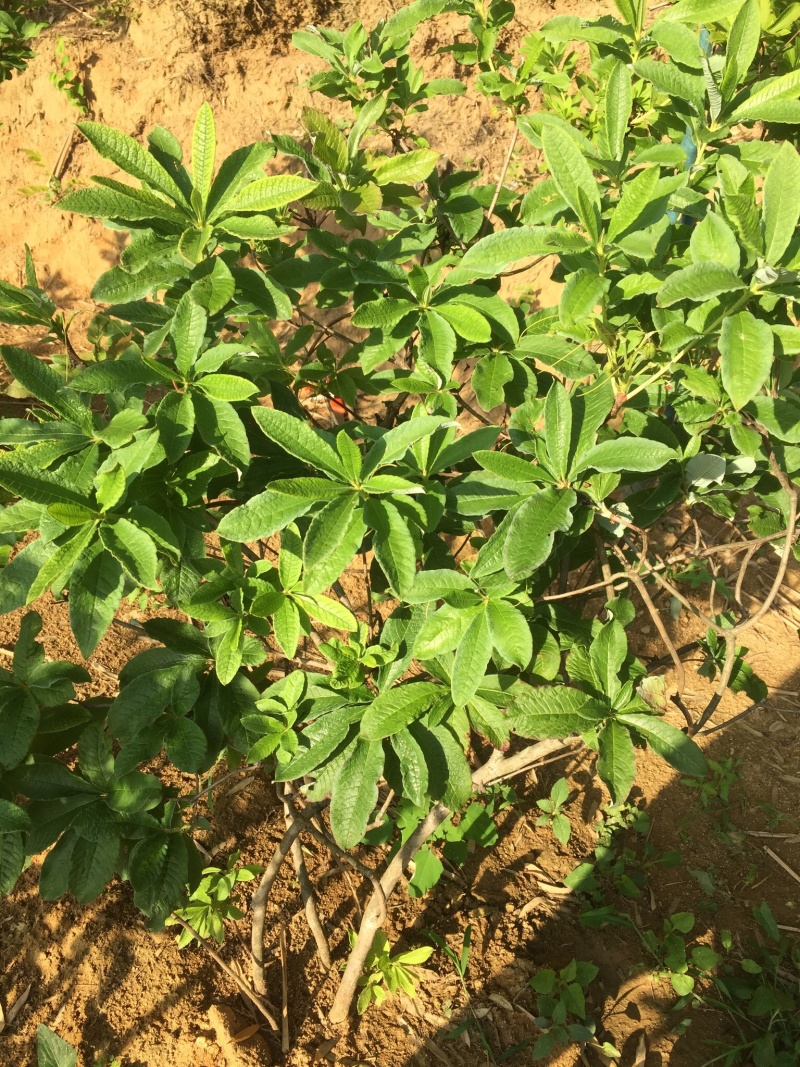 大量大红花大黄花出售