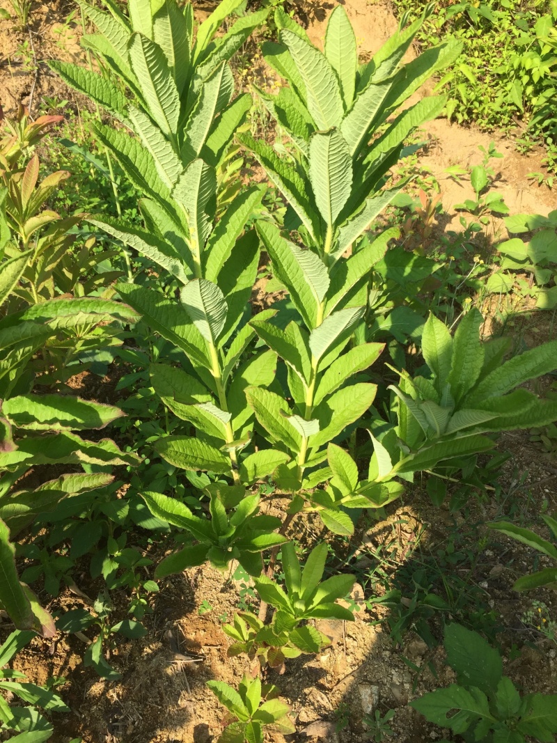 大量大红花大黄花出售